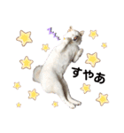 柴犬BAY2（個別スタンプ：13）