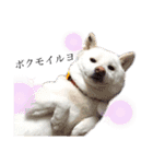 柴犬BAY2（個別スタンプ：14）