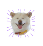 柴犬BAY2（個別スタンプ：15）