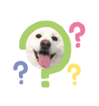 柴犬BAY2（個別スタンプ：16）