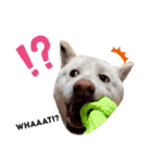 柴犬BAY2（個別スタンプ：17）