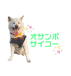 柴犬BAY2（個別スタンプ：18）
