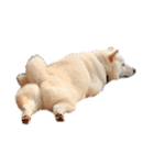 柴犬BAY2（個別スタンプ：19）