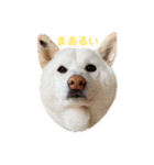 柴犬BAY2（個別スタンプ：21）