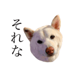 柴犬BAY2（個別スタンプ：22）