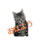 のんちゃんりんちゃん（個別スタンプ：6）