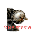 のんちゃんりんちゃん（個別スタンプ：9）