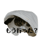 のんちゃんりんちゃん（個別スタンプ：10）