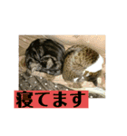 のんちゃんりんちゃん（個別スタンプ：33）