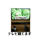 のんちゃんりんちゃん（個別スタンプ：34）