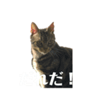 のんちゃんりんちゃん（個別スタンプ：37）