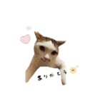 mnm pet ♥（個別スタンプ：4）