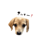 mnm pet ♥（個別スタンプ：5）