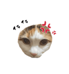 mnm pet ♥（個別スタンプ：6）