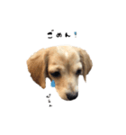 mnm pet ♥（個別スタンプ：7）