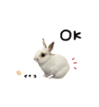mnm pet ♥（個別スタンプ：11）