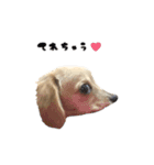 mnm pet ♥（個別スタンプ：12）