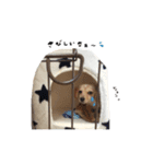 mnm pet ♥（個別スタンプ：14）