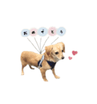 mnm pet ♥（個別スタンプ：16）