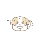 ふわまるシーズーの使えるスタンプ（個別スタンプ：10）