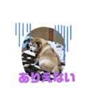 柴犬・乃亜ちゃん4（個別スタンプ：2）