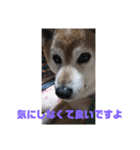 柴犬・乃亜ちゃん4（個別スタンプ：4）