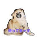 柴犬・乃亜ちゃん4（個別スタンプ：5）