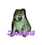柴犬・乃亜ちゃん4（個別スタンプ：6）