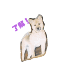 柴犬・乃亜ちゃん4（個別スタンプ：8）