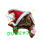 ソマリのにゃんきち（個別スタンプ：3）