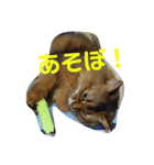 ソマリのにゃんきち（個別スタンプ：4）
