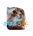 ソマリのにゃんきち（個別スタンプ：5）