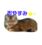 ソマリのにゃんきち（個別スタンプ：7）