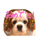 オムライスいぬ（個別スタンプ：6）