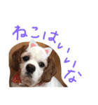 オムライスいぬ（個別スタンプ：11）