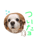 オムライスいぬ（個別スタンプ：12）