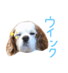オムライスいぬ（個別スタンプ：14）