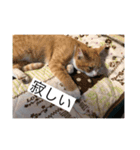 今日の野良猫1（個別スタンプ：5）