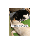 今日の野良猫1（個別スタンプ：7）