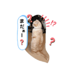 ねこのサスケさん3（個別スタンプ：1）