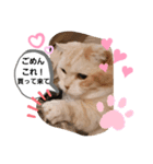 ねこのサスケさん3（個別スタンプ：3）