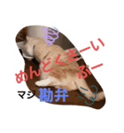 ねこのサスケさん3（個別スタンプ：4）
