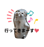 ねこのサスケさん3（個別スタンプ：5）