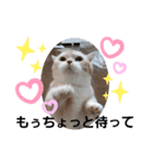ねこのサスケさん3（個別スタンプ：7）