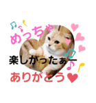 ねこのサスケさん3（個別スタンプ：8）