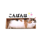 くるみとぽぽのスタンプ（個別スタンプ：8）