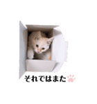 くるみとぽぽのスタンプ（個別スタンプ：14）