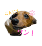らんらんワンワンソロスタンプ♫（個別スタンプ：3）