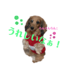 らんらんワンワンソロスタンプ♫（個別スタンプ：7）