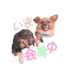 ぷー第2弾（個別スタンプ：11）